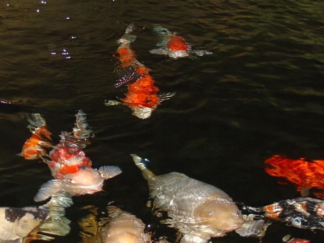 Unser Teich