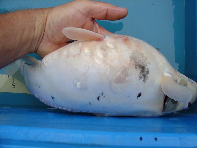 Hauttumor