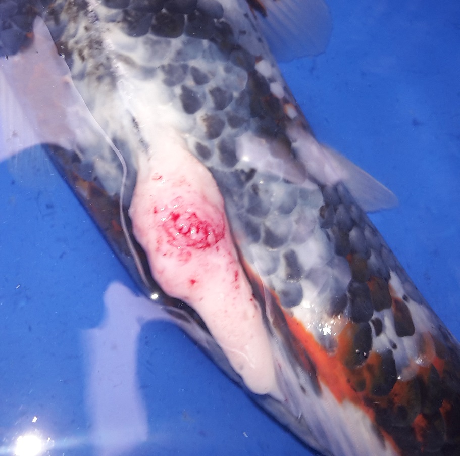 Hauttumor