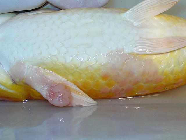 Yamabuki